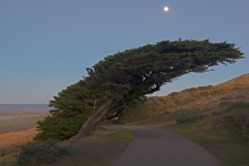 "Point Reyes Pathway"