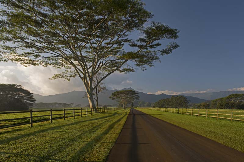 "Kauai Morning Lane - Kauai"