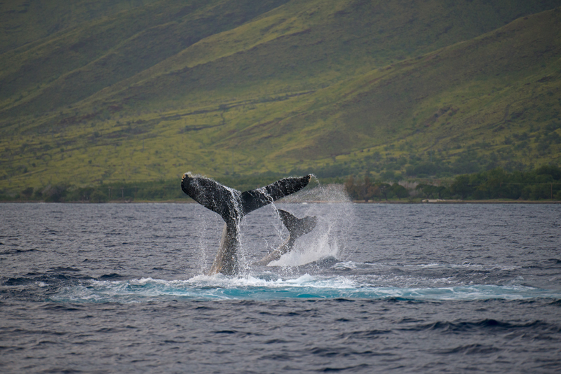"Maui Whales III - Maui, Hawaii"