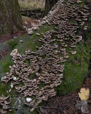mushrooms_2315_2
