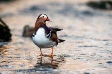 mandarin-duck-103