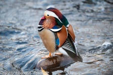 mandarin-duck-26