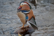 mandarin-duck-33