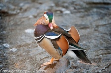 mandarin-duck-38