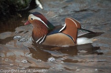 mandarin-duck-48