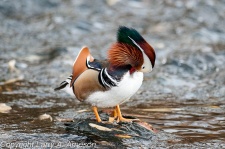 mandarin-duck-68