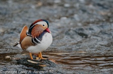 mandarin-duck-70