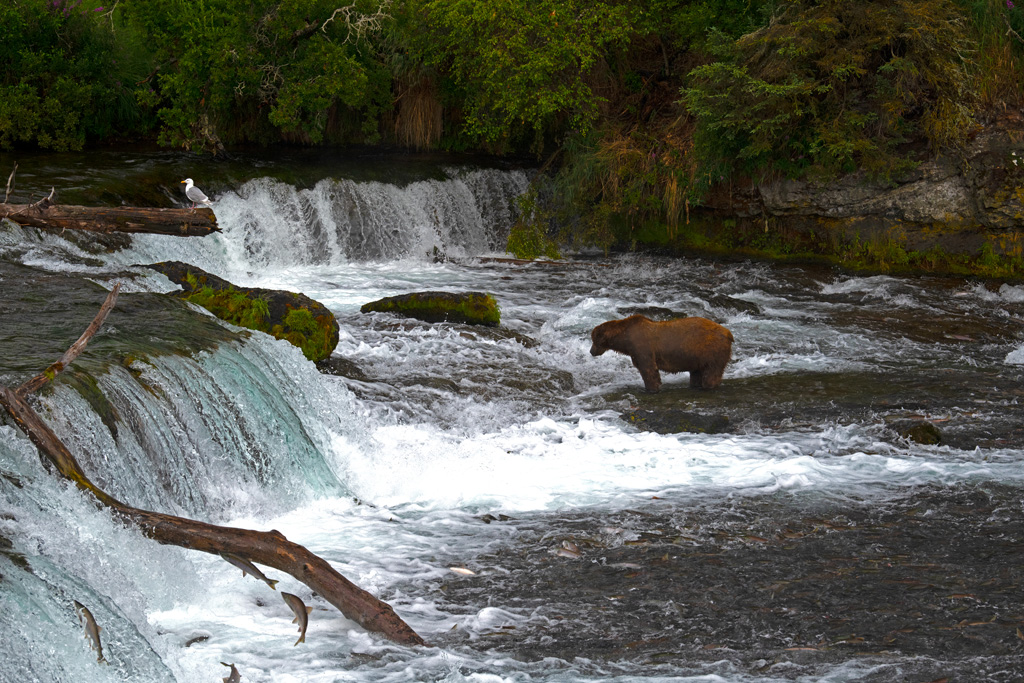 Brooks Falls 3
