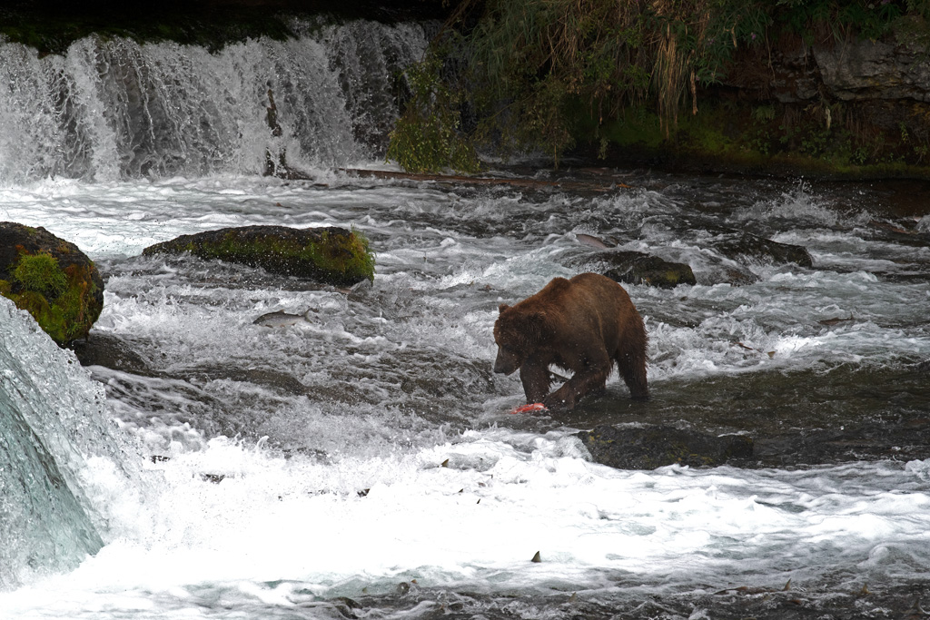 Brooks Falls 4